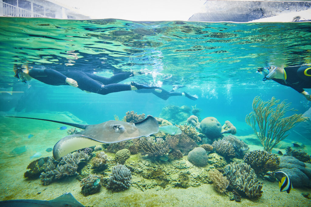 Living Reef Snorkel